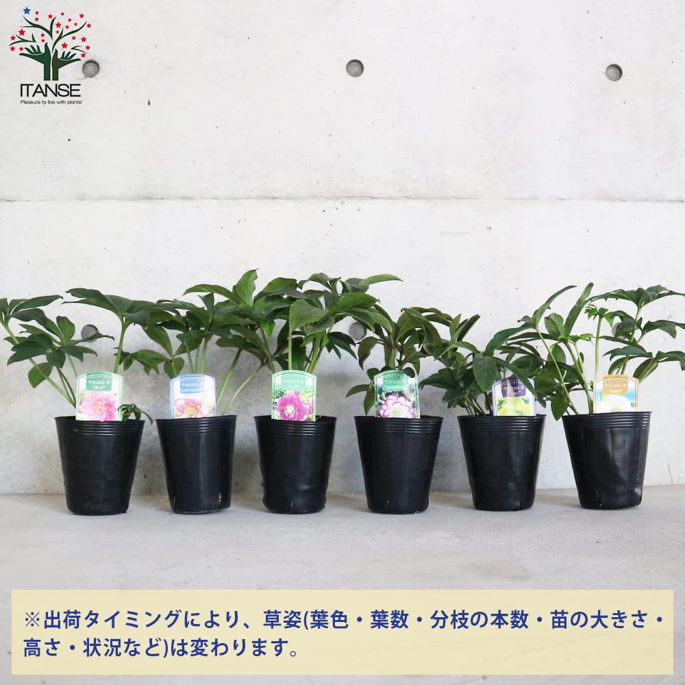 Amazon.co.jp: クリスマスローズ 
